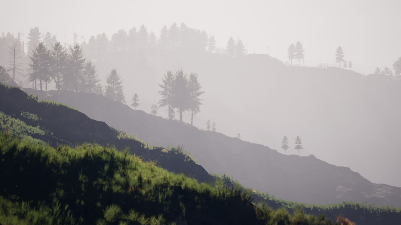 안개 배경 에 있는 웅장 한 초록색 산 숲