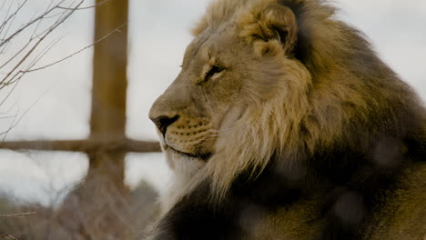 Majestuoso-Rey-León-De-La-Selva-Perfil-Lateral-De-Cerca