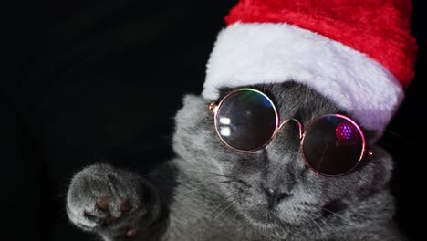 Cat in Sunglasses and Santa Hat in Neon Light Cat at the Disco British Cat Cat in Sunglasses and Santa Hat in Neon Light Cat at the Disco British Cat