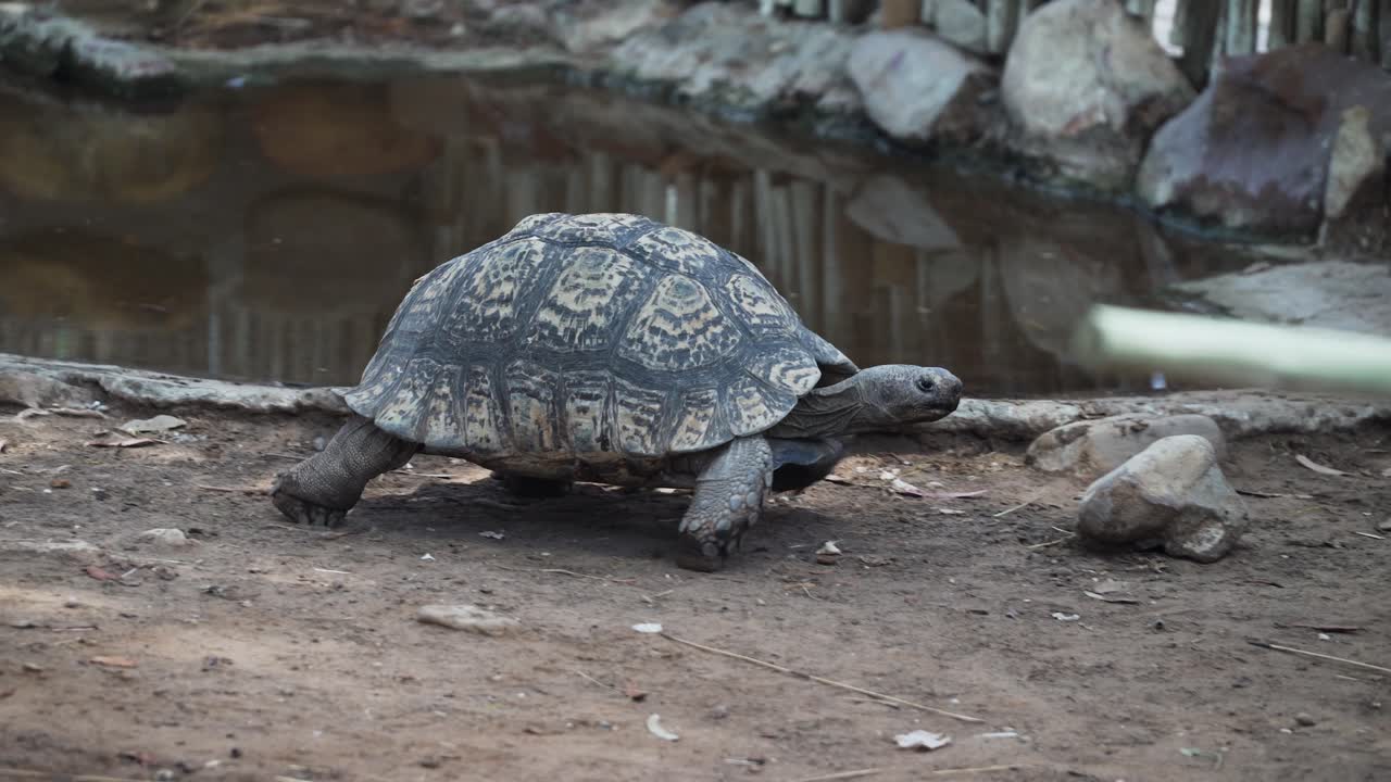 Tortoise Walking Around Near A Pond In Western Cape, South Africa - close up