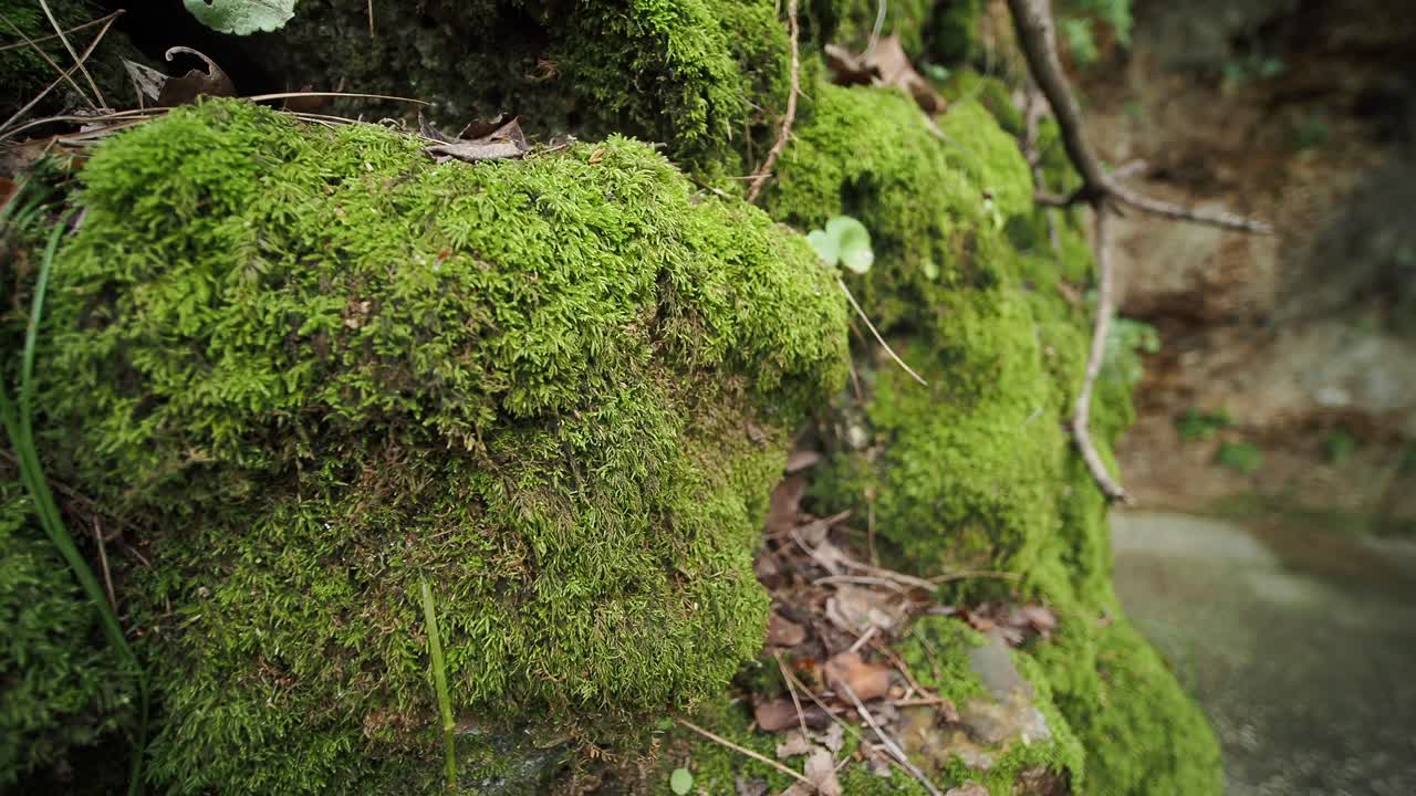 Primo piano di muschio verde rigoglioso su una superficie rocciosa