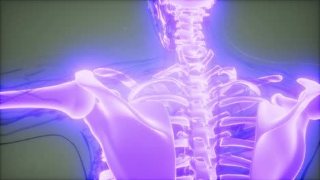 cuerpo humano transparente con huesos visibles