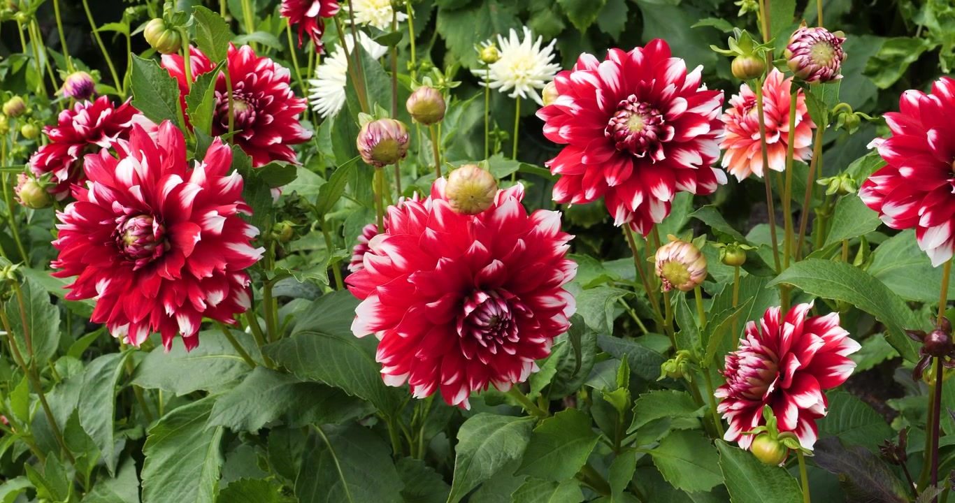 Dalia "Mystery Day" nei Giardini Butchart di Victoria, Columbia Britannica, Canada.