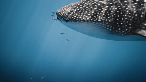 detailed closeup of mouth of whale shark swimming in slow motion with fish at front