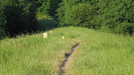 exuberante campo verde con hierba que sopla en el viento en un día soleado de verano - amplio tiro estático