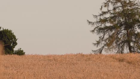 Rehe-Im-Gerstenfeld,-Die-Hinter-Einem-Hügel-Laufen