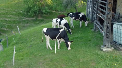 vacas negras y blancas pastando hierba verde junto a un establo de madera vintage con depósito de agua de plástico