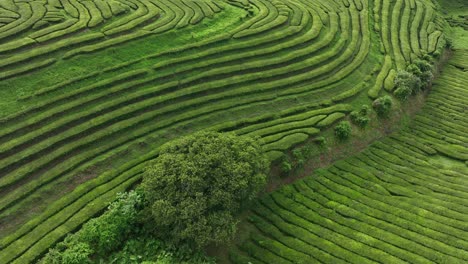 Exuberantes-Hileras-De-Arbustos-De-Té-En-La-Ladera-De-Una-Impresionante-Plantación-De-Té,-Azores