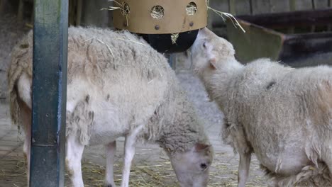 Ovejas-En-Un-Granero-En-La-Granja-De-Cría,-Tema-De-Agricultura-Ganadera