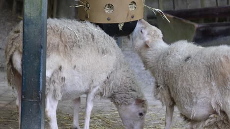 ovejas en un granero en la granja de cría, ganadería agricultura tema de la granja