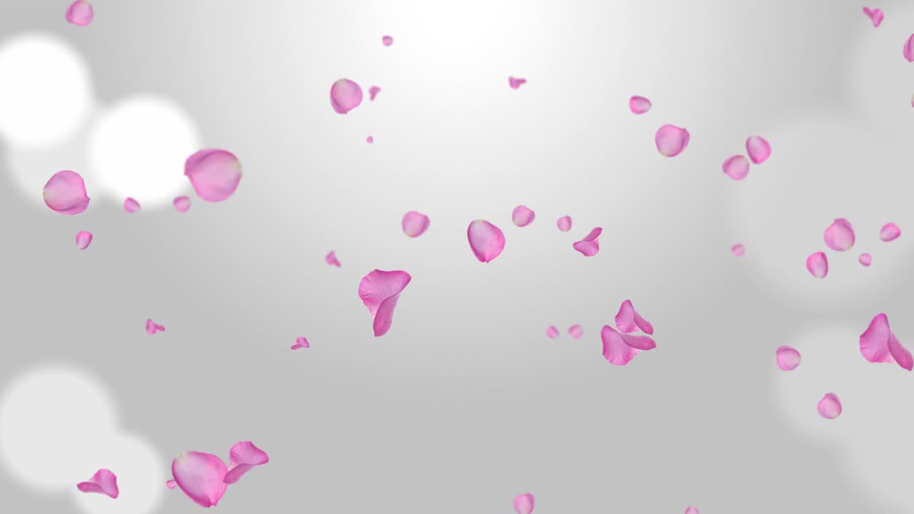 Cherry blossom rose petals realistic petals falling loop animation green screen engagement marriage