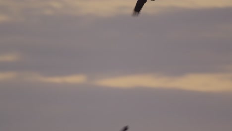 a pair of red-throated caracara flap their wings as they fly at dusk, following shot