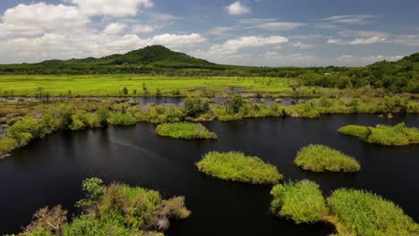 lush green wetlands of botanical gardens and mangrove forest in rayong, thailand low aerial parallax shot