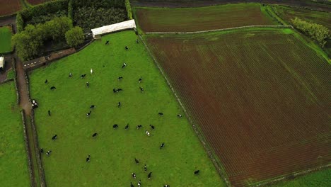 aerial view over farm fields and cows in the terceira island in azores - drone shot