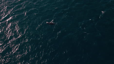 heartbreaking drone view of a humpback whale calf astray from its mother in the middle of the ocean