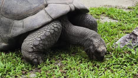 giant tortoise grazing in grass