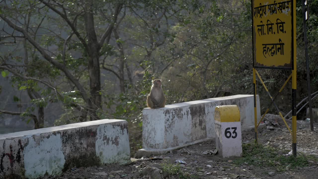 Una scimmia Macaco Rhesus seduta a lato della strada e che osserva.