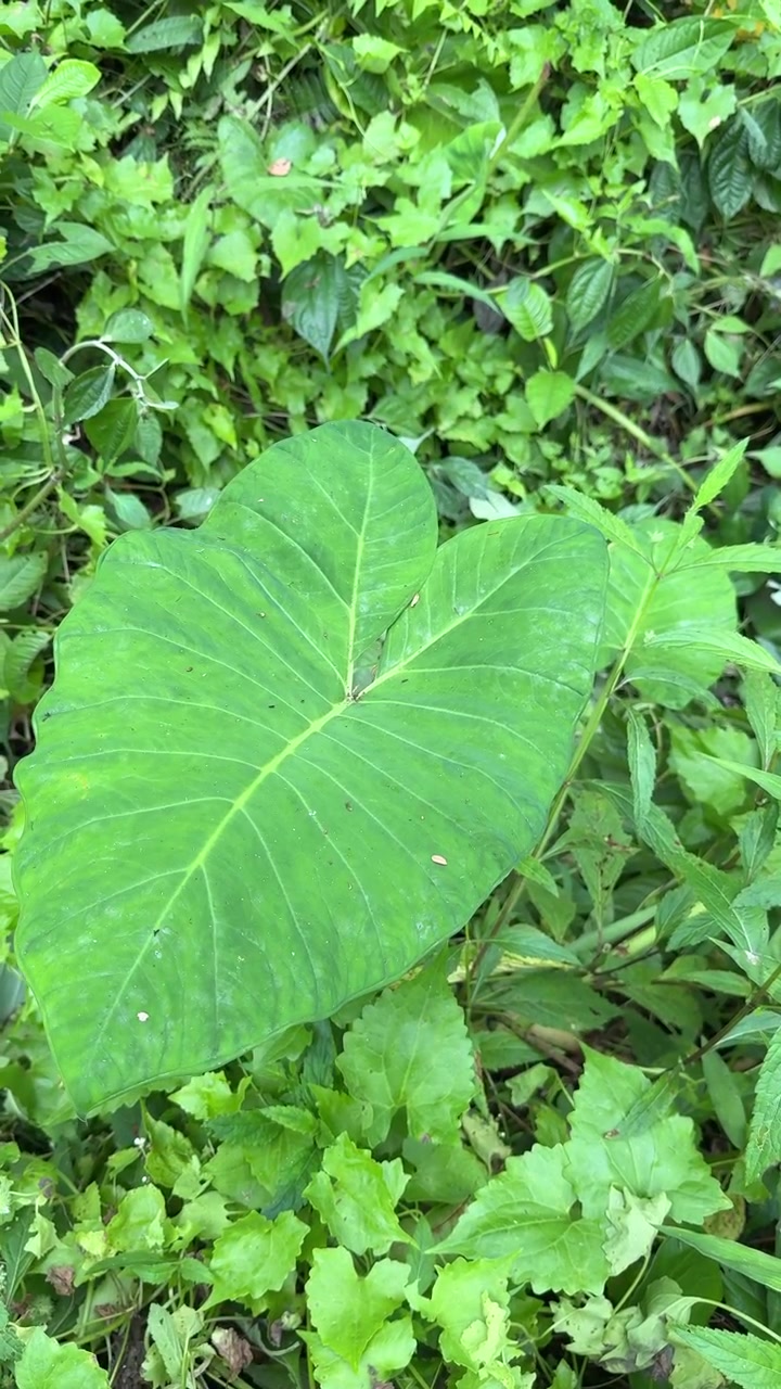 Großes grünes Taro-Blatt wächst im tropischen Waldunterholz