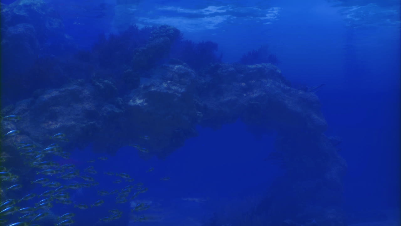 Exploring vibrant underwater ecosystems filled with coral and marine life