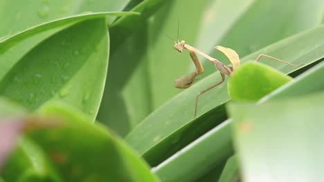 close-up of a praying mantis on green grass