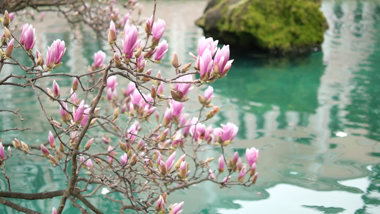 Cành cây mộc lan hồng nở rộ bên ao nước yên ả.