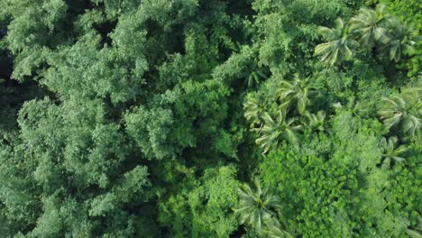 Aerial-view-shot-of-vast-green-forest