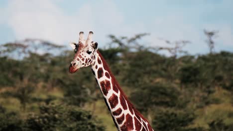 close up of giraffe head and long neck in masai mara, kenya