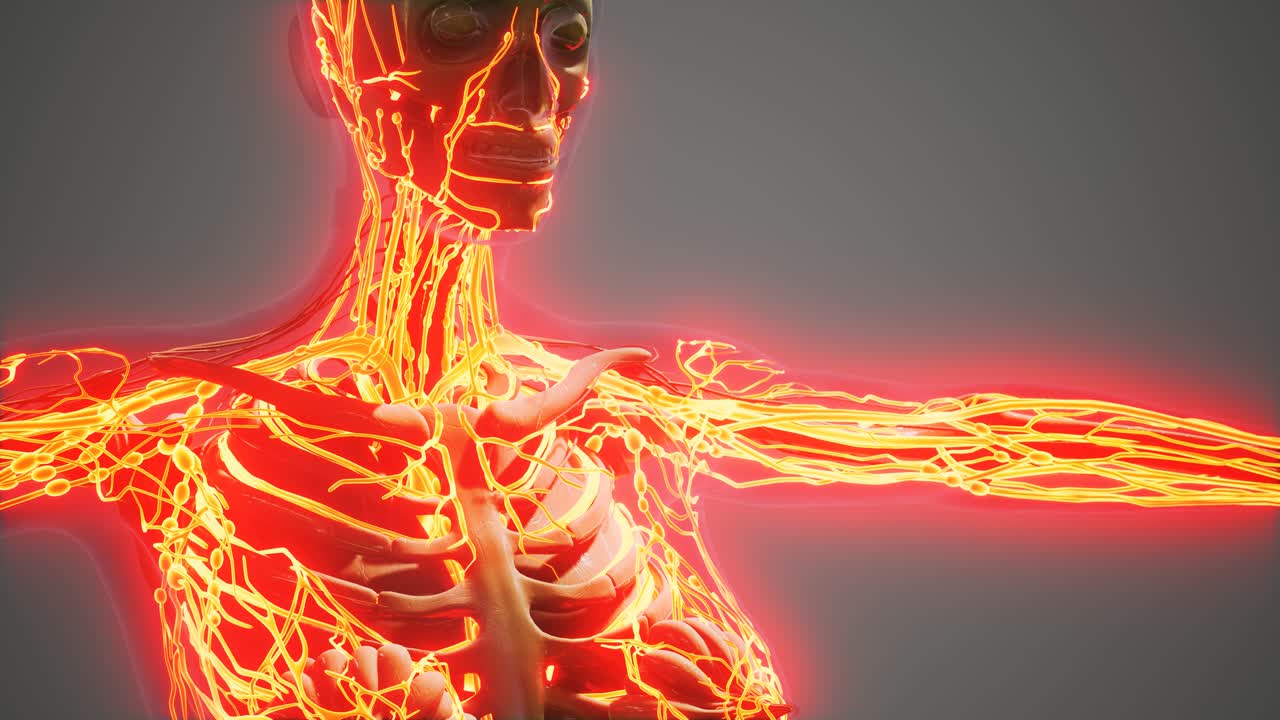 ciencia anatomía de los vasos sanguíneos humanos