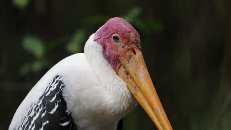 close up milky stork bird face