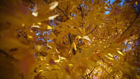autumn leaves close up