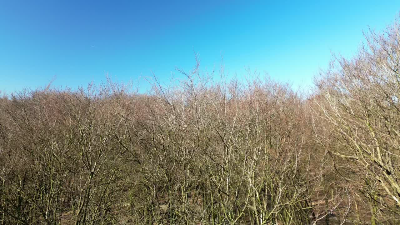 가을 시즌 에 네덜란드 의 벨루베 숲 에 있는 벌거벗은 잎 없는 나무 들 에 드론 이 올라간다