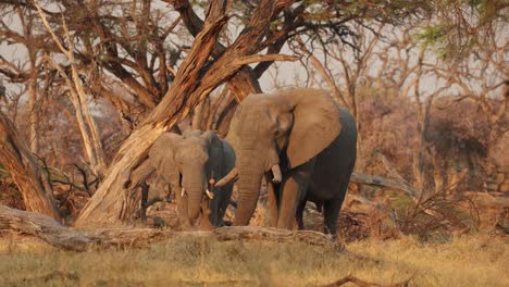 two elephant bulls wander between trees towards the camera in golden light, khwai botswana