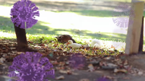 covid-19 cells against duck in the park