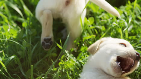 Top-view-of-cute-white-labrador-puppies-playing-on-green-grass-in-the-park-on-sunny-summer-day