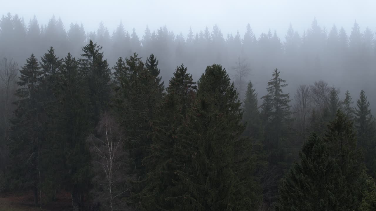 fog goes throuh a Forrest
