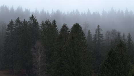 la niebla atraviesa un bosque