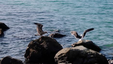 two large southern black-backed gull birds on rocks in wellington harbour in new zealand aotearoa