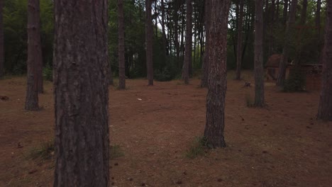 Langsam-Zwischen-Bäumen-In-Einem-Dunklen-Wald-Spazieren