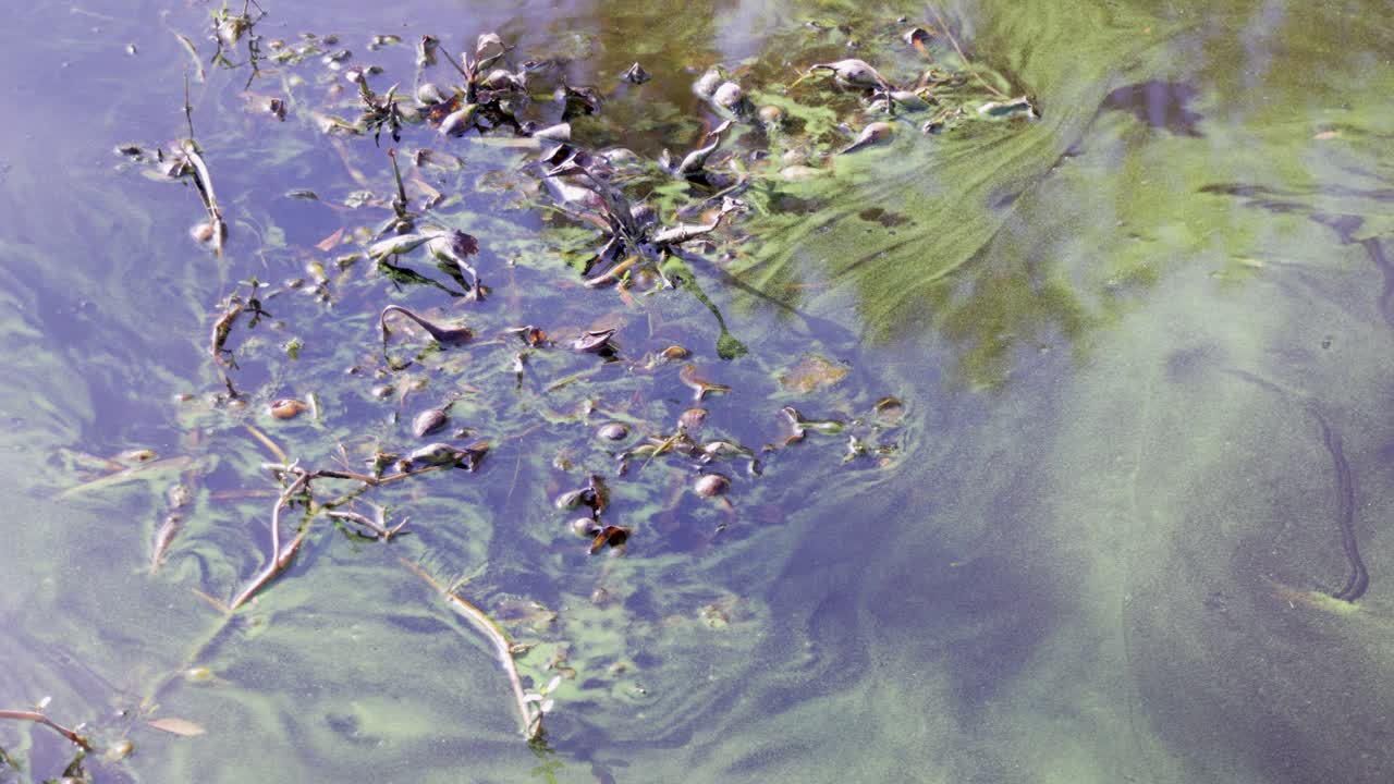 Underwater view of floating green algae and plant debris swirling in shallow sunlit water