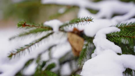 agujas de pino, nieve de invierno, de cerca, árbol de hoja perenne, día de invierno la nieve se derrite