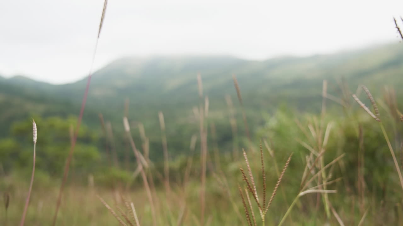 Lush grass field with blurred green hills, misty atmosphere in Chikmagalur, India