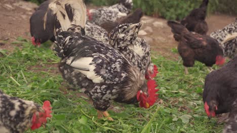 multiple free range chickens and rooster feed