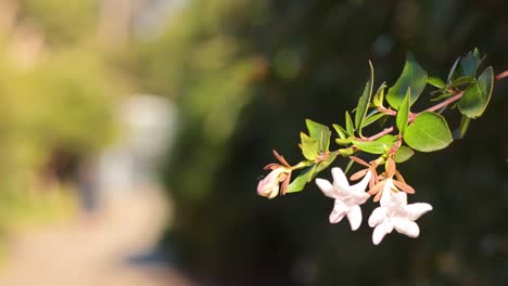 close-up of flowers with blurred background