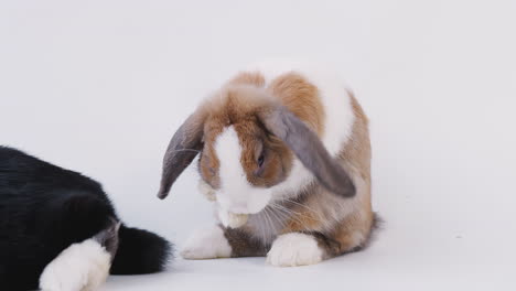 fotografía de estudio de dos conejos de orejas caídas en miniatura limpiándose contra un fondo blanco