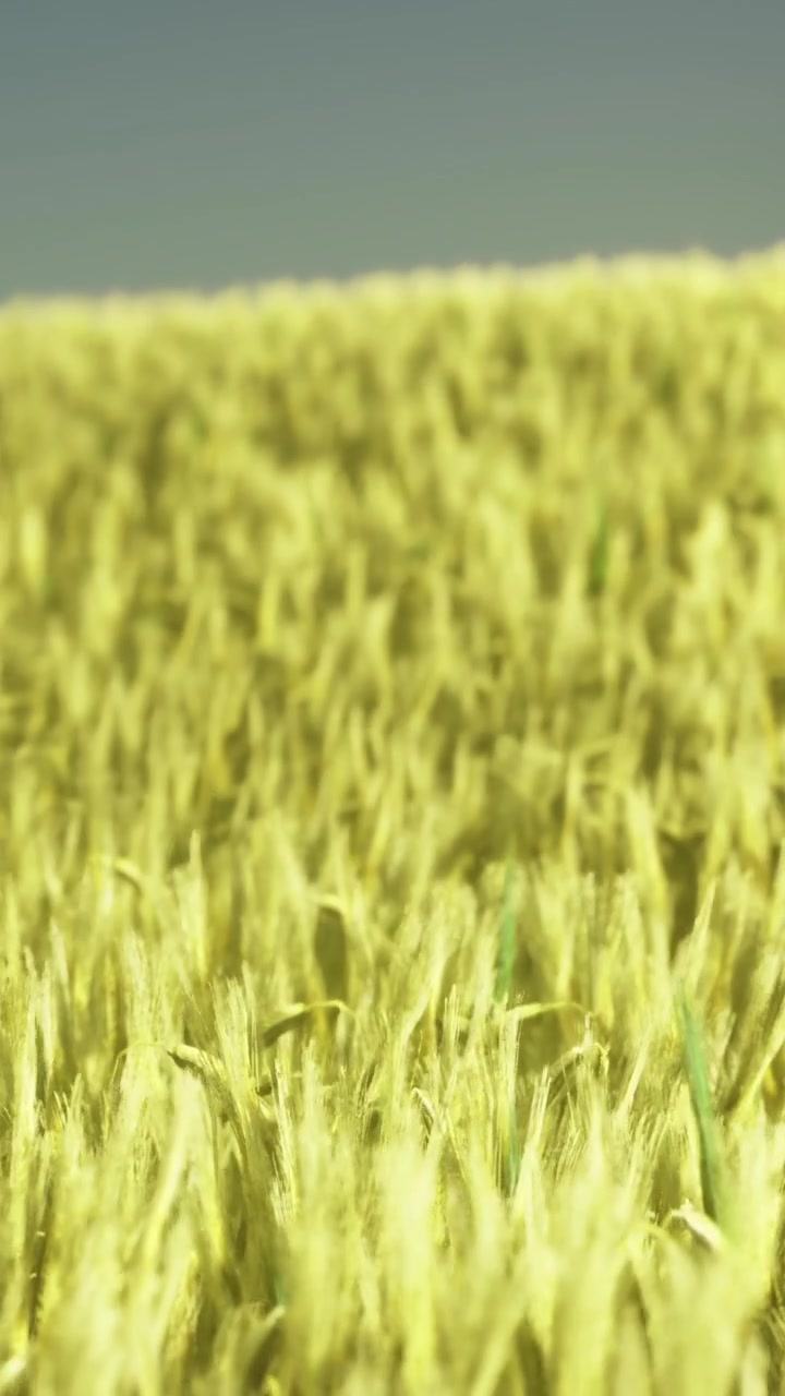 Campo di grano con spighe dorate che ondeggiano sotto un cielo azzurro nel tardo pomeriggio.