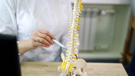 doctor examining spine model