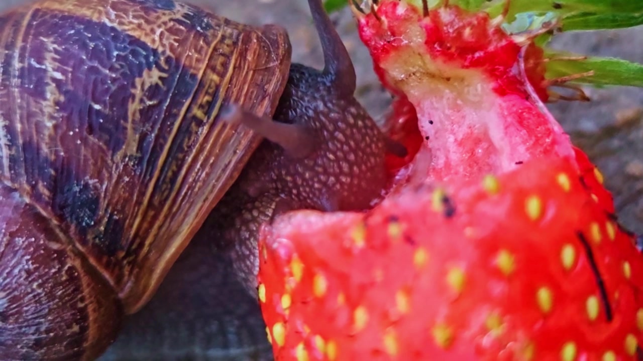 Una lumaca da giardino divora una fragola rosso vivo in un primo piano macro estremo.