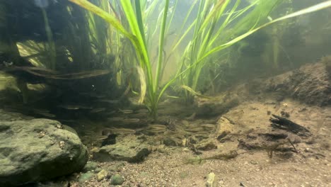 school of eurasian minnows (phoxinus phoxinus) among aquatic plants in a shallow stream