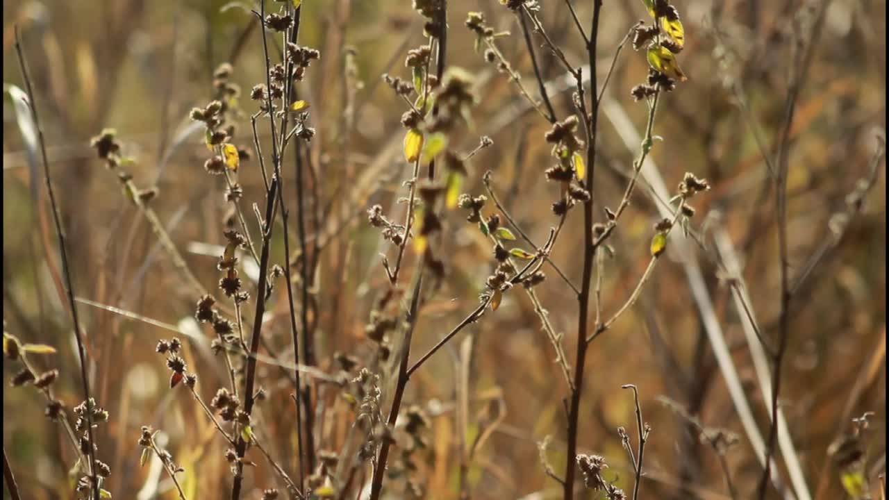 에 있는 건조한 식물