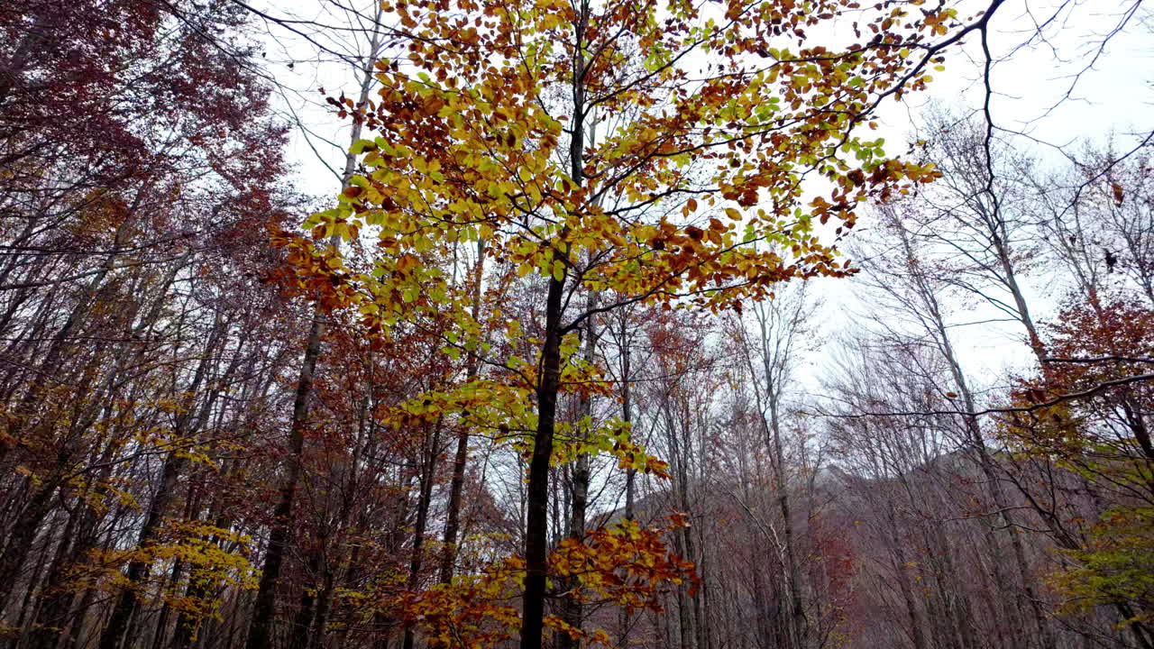 Colorful autumn trees in a serene forest scene, peaceful mood